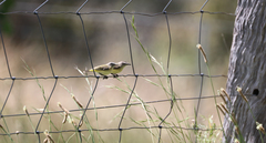 Acanthiza chrysorrhoa