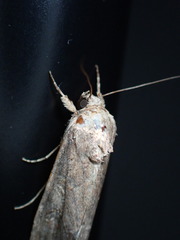 Spodoptera frugiperda