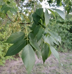 Fraxinus albicans