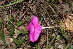Ipomoea elongata