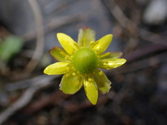 Halerpestes cymbalaria