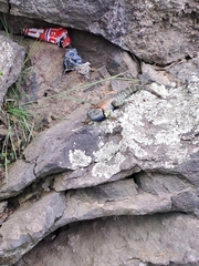 Sceloporus mucronatus