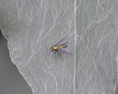 Condylostylus longicornis