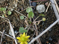 Halerpestes cymbalaria