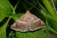 Buzara onelia