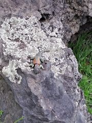 Sceloporus mucronatus