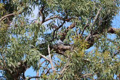 Coracina novaehollandiae