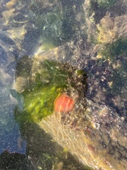 Cnemidocarpa finmarkiensis