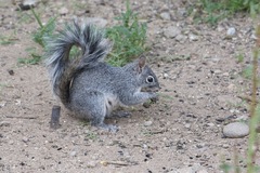 Sciurus arizonensis