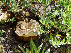 Neolentinus ponderosus