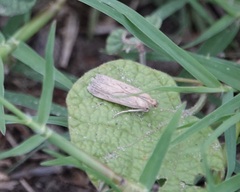 Homoeosoma electella