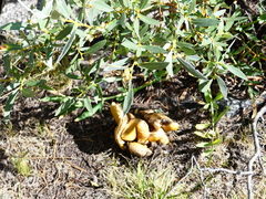 Lyophyllum decastes