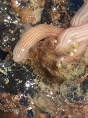 Baseodiscus delineatus