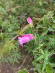 Penstemon roseus