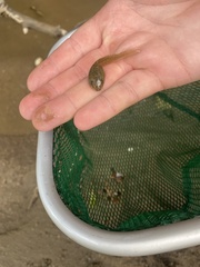 Lithobates catesbeianus