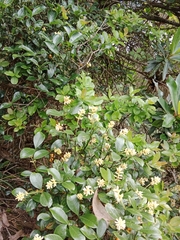Palicourea boqueronensis