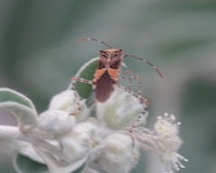 Hypselonotus punctiventris