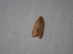 Clepsis peritana