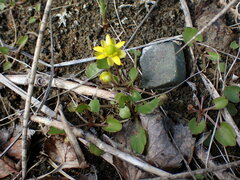 Halerpestes cymbalaria