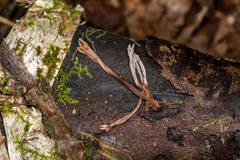 Clavulina cinerea