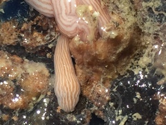 Baseodiscus delineatus