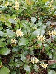 Palicourea boqueronensis