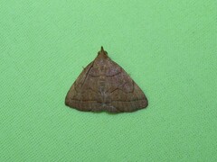 Zanclognatha obscuripennis