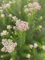 Ozothamnus diosmifolius