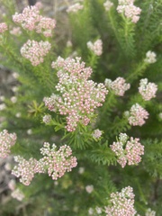 Ozothamnus diosmifolius