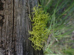Letharia vulpina