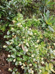 Palicourea boqueronensis