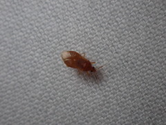 Cimicoidea