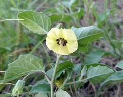 Physalis cinerascens