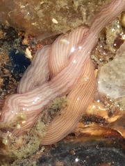 Baseodiscus delineatus