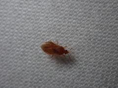 Cimicoidea