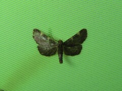 Hypsopygia binodulalis