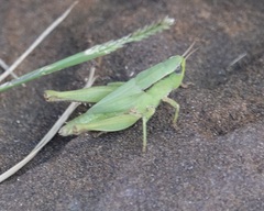 Dichromorpha viridis