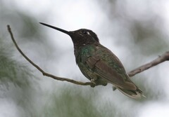 Eugenes fulgens