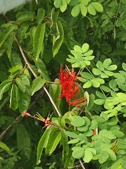 Calliandra houstoniana