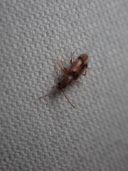Notoxus desertus