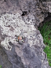 Sceloporus mucronatus