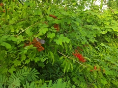 Calliandra houstoniana