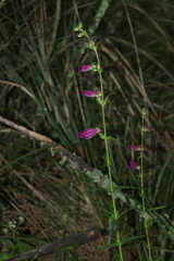 Penstemon roseus