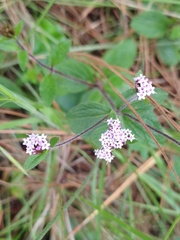 Stevia