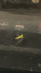 Conocephalus fasciatus