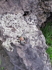 Sceloporus mucronatus