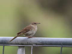 Cincloramphus mathewsi