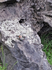 Sceloporus mucronatus