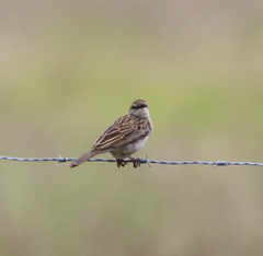 Cincloramphus mathewsi