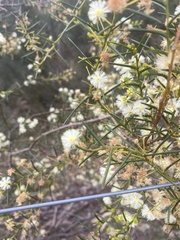 Phyllodineae